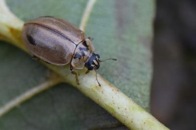<i>Aphidecta obliterata</i>