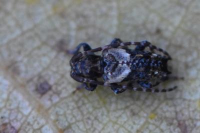 <i>Pogonocherus hispidus</i>
