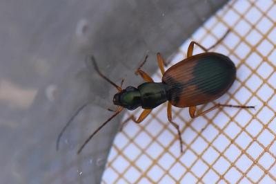 <i>Anchomenus dorsalis</i>