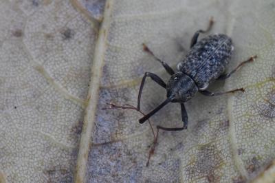 <i>Dorytomus longimanus</i>