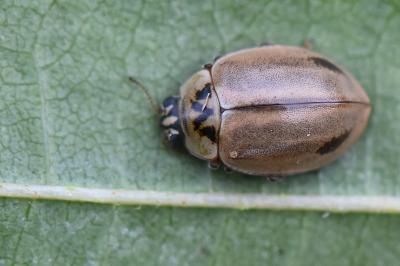 <i>Aphidecta obliterata</i>