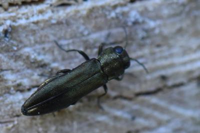 <i>Agrilus</i>