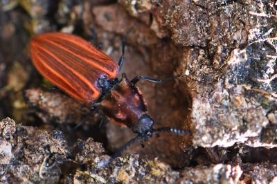 Anostirus purpureus