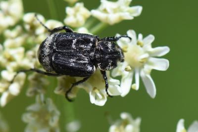 <i>Valgus hemipterus</i>
