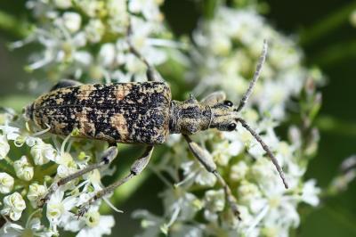 <i>Rhagium sycophanta</i>