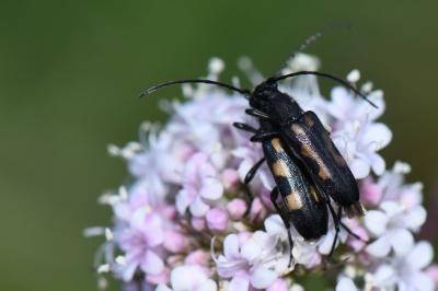 <i>Anoplodera sexguttata</i>