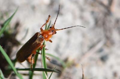 <i>Cantharis livida</i>