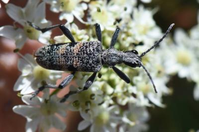 <i>Rhagium mordax</i>