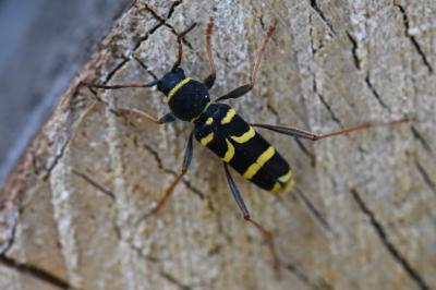 <i>Clytus arietis</i>