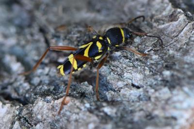 <i>Clytus arietis</i>