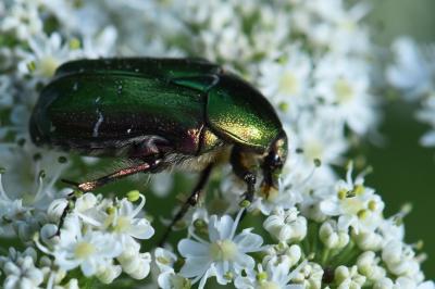<i>Cetonia aurata</i>