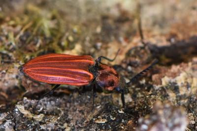 <i>Anostirus purpureus</i>