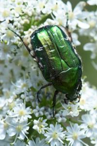 <i>Cetonia aurata</i>