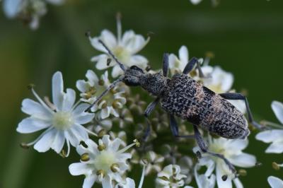 <i>Rhagium mordax</i>