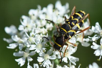 <i>Clytus arietis</i>