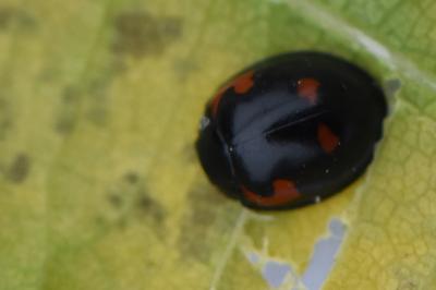 <i>Exochomus quadripustulatus</i>