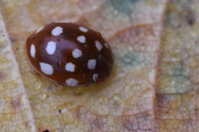 <i>Calvia quatuordecimguttata</i>