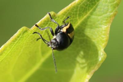 <i>Cryptocephalus vittatus</i>