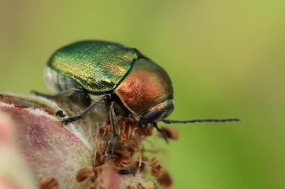 <i>Cryptocephalus</i>