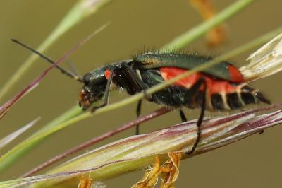 <i>Malachius bipustulatus</i>