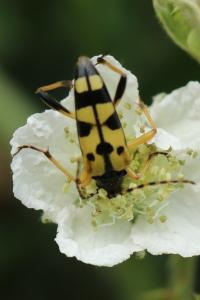 <i>Rutpela maculata</i>