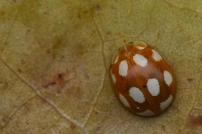 <i>Calvia decemguttata</i>