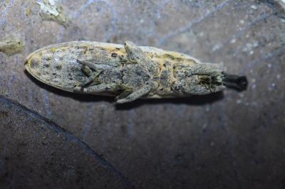 <i>Lixus juncii</i>