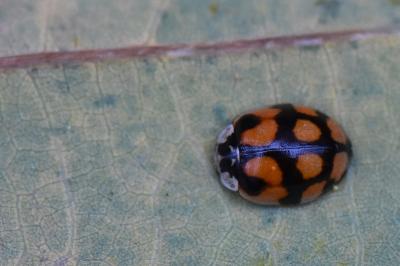 <i>Adalia decempunctata</i>
