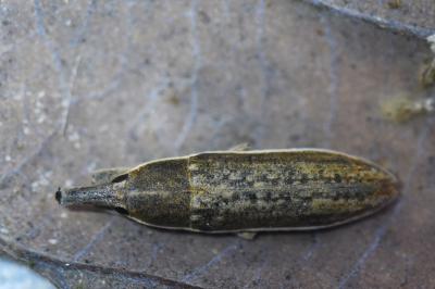 <i>Lixus juncii</i>