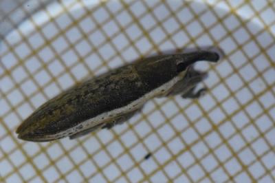 <i>Lixus juncii</i>
