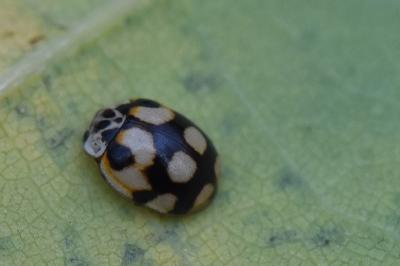 <i>Adalia decempunctata</i>