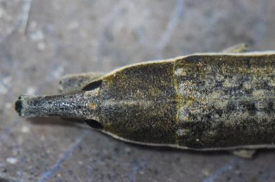 <i>Lixus juncii</i>