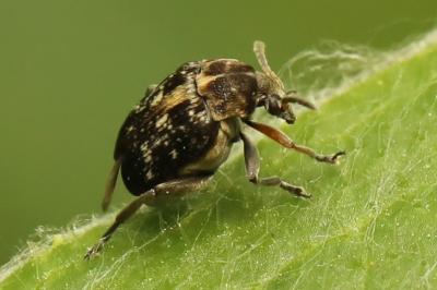 <i>Bruchus</i>