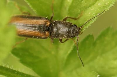 <i>Athous vittatus</i>
