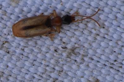 <i>Demetrias atricapillus</i>