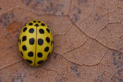 <i>Psyllobora vigintiduopunctata</i>