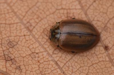 <i>Aphidecta obliterata</i>