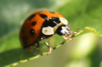 <i>Harmonia axyridis</i>