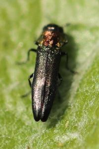 <i>Agrilus pratensis</i>