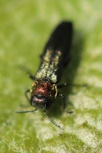 <i>Agrilus pratensis</i>
