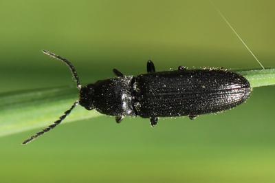 <i>Limonius</i>