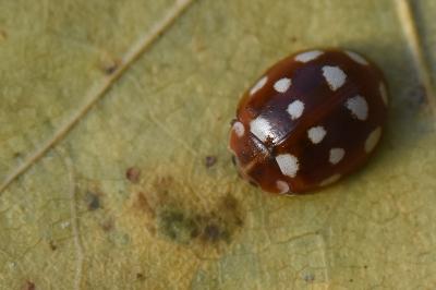 <i>Calvia quatuordecimguttata</i>