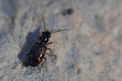 <i>Bembidion articulatum</i>