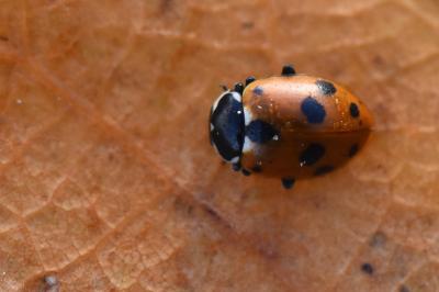 <i>Hippodamia variegata</i>