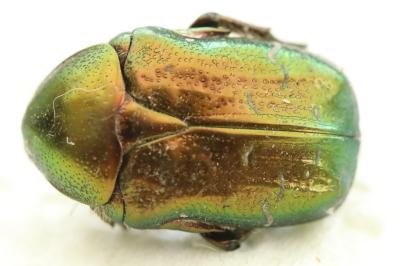 <i>Cetonia aurata</i>