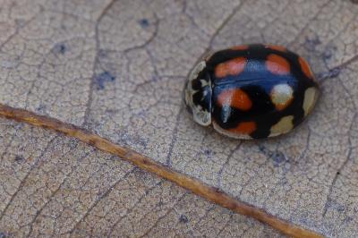 <i>Adalia decempunctata</i>