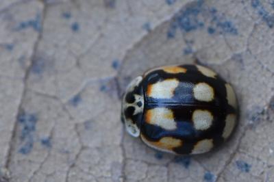 <i>Adalia decempunctata</i>