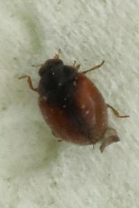 <i>Scymnus</i>