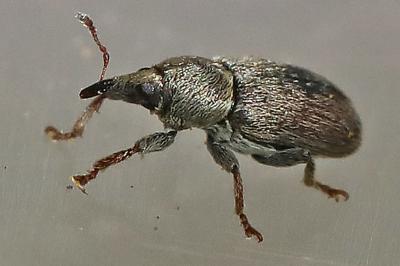 <i>Tychius</i>