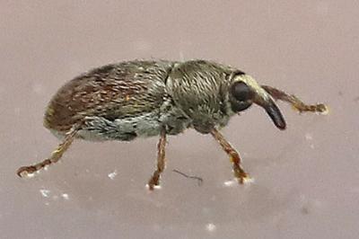 <i>Tychius</i>